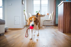 ¿Cómo entrenar a mi perro para que se adapte a su nueva casa?