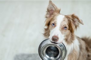 ¿Qué alimentación debo dar a mi perro?