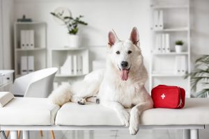 Preparar un buen botiquín para perros