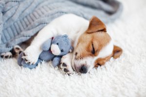 Cómo preparar la casa para la llegada de un perro
