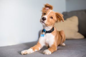 Tipos de collar para perro