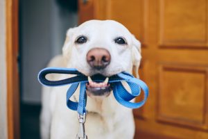 Qué correa escoger para pasear a mi perro