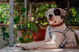 Arnés o collar: qué le pongo a mi perro
