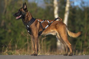 Tipos de arnés para perro