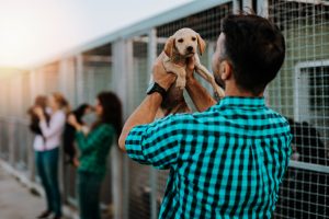 Lista de cosas necesarias para un perro nuevo en casa