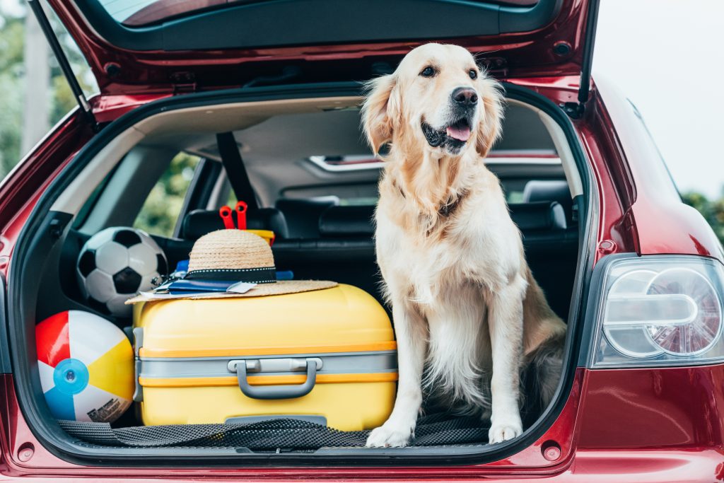 Las 7 cosas que necesitas para viajar con tu perro