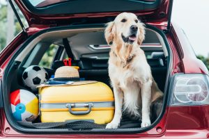 Las 7 cosas que necesitas para viajar con tu perro