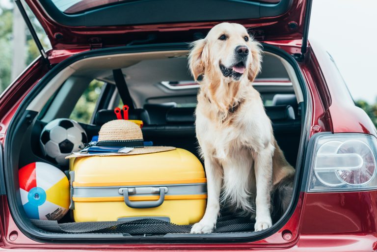 Las 7 cosas que necesitas para viajar con tu perro