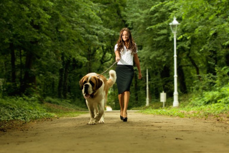 ¿Cuál es la correa más resistente para perros grandes?