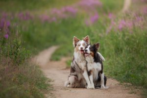 Dos perros pastores abrazándose en mitad del campo
