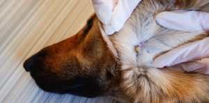 cabeza de perro tipo pastor alemán al que unas manos con guantes están mostrando una garrapata agarrada en su cuello