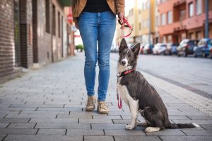 perro pastor en la calle mirando a la cámara con su tutora que le tiene atado con correa roja
