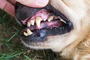 dentadura de perro con sarro